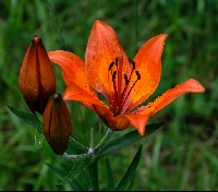 Lilium bulbiferum